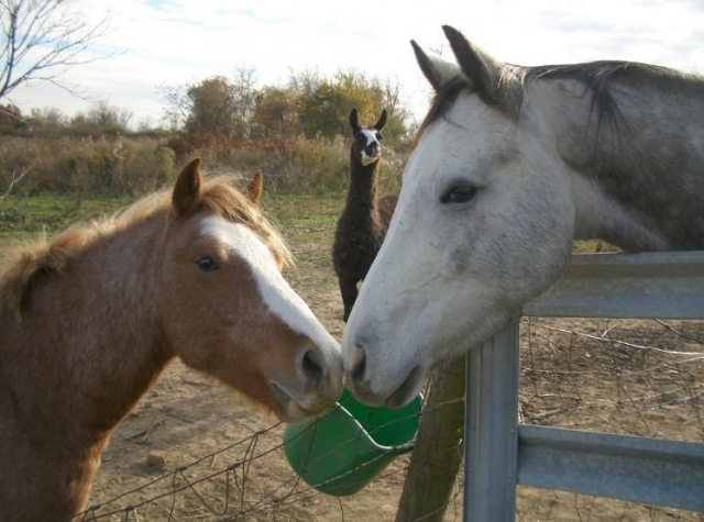 un intru se cache dans cette photo
